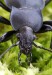 střevlík hladký (Brouci), Carabus glabratus, Carabidae,Carabinae (Coleoptera)
